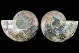 Agatized Ammonite Fossil - Madagascar #113062-1